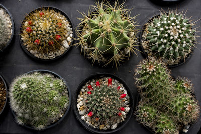 High angle view of potted plants