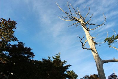 Low angle view of trees against sky