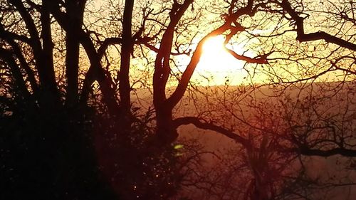 Close-up of silhouette trees in forest during sunset
