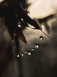 Close-up of raindrops on leaf