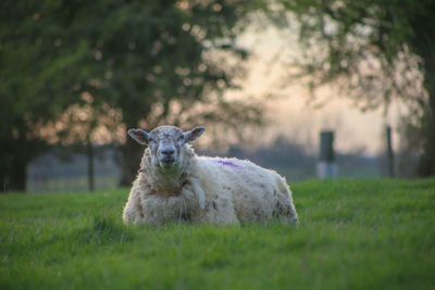 Portrait of an animal on field