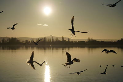 Birds flying over lake