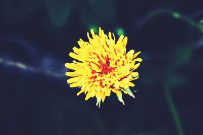 Close-up of yellow flower