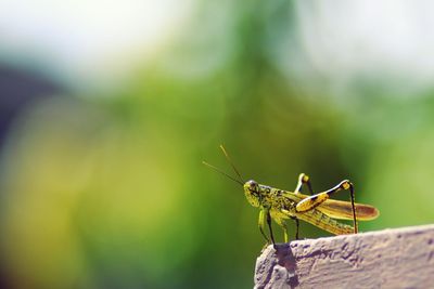 Close-up of insect