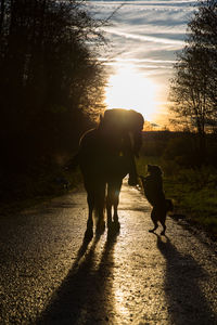 Dog walking on road during sunset