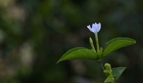 Close-up of purple flowering plant