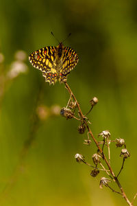 Close-up of butterfly pollinating on flower