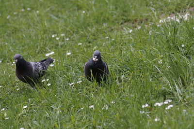 View of two birds on grass