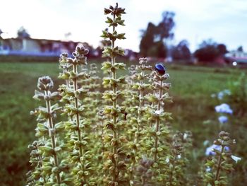 Close-up of flowers growing in field