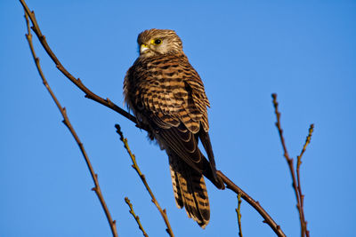 Low angle view of bird perching against clear sky