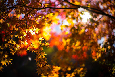 Close-up of yellow maple leaves on tree