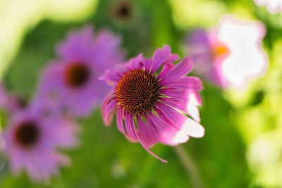 Close-up of pink flower