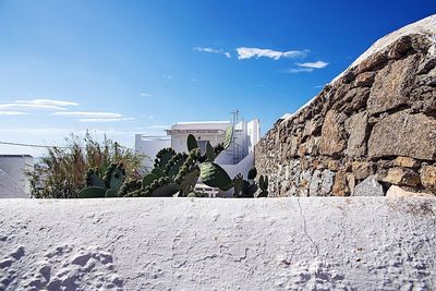 Cactuses on building terrace