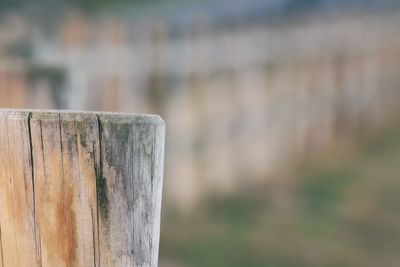 Close-up of wood against blurred background