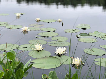 Lotus water lily in lake
