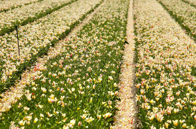 Plants growing on field