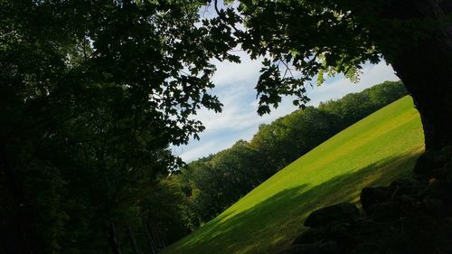 Trees growing on landscape