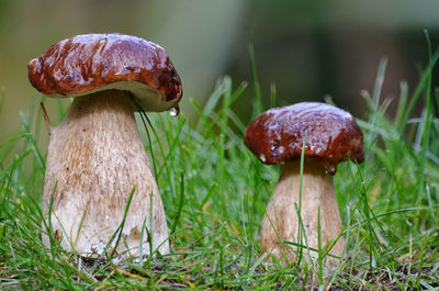 Close-up of mushroom growing on field
