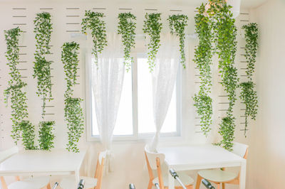 Plants hanging from wall in cafe
