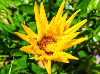 Close-up of wet yellow flower