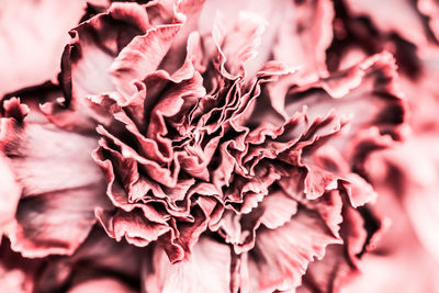 Close-up of pink rose flower