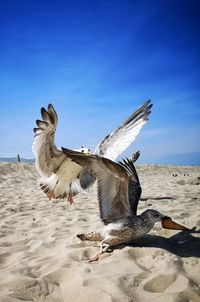 Seagull flying over beach