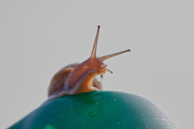 Close-up of snail against white background