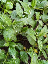 Close-up of wet plant leaves during rainy season