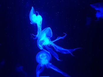 Close-up of jellyfish swimming in sea