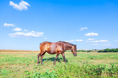 Horse grazing on field against sky