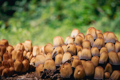 Close-up of pumpkins on land against trees