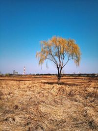 Bare trees on landscape against clear sky