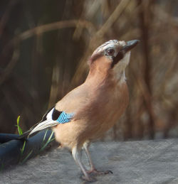 Close-up of bird perching outdoors