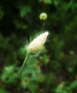 Close-up of dandelion on land