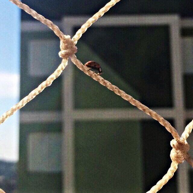 focus on foreground, close-up, branch, fence, twig, metal, barbed wire, protection, day, safety, nature, outdoors, selective focus, chainlink fence, no people, security, stem, metallic, growth, sharp