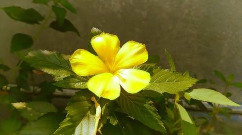 Close-up of yellow flower