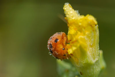 Close-up of insect on yellow flower