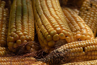 Close-up of corn