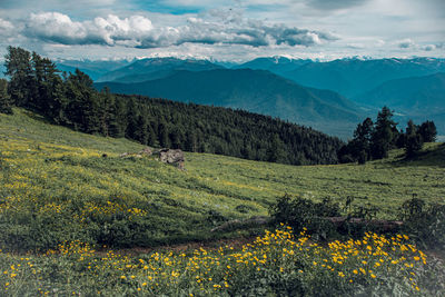 Scenic view of colorful altai mountains, flowers and partly cloudy sky.