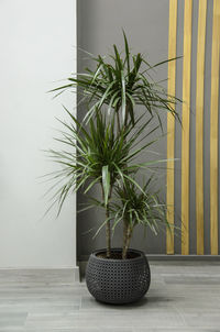 Potted plant against wall