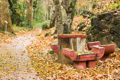 Chairs in autumn park, tbilisi botanic garden.