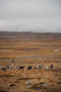 Flock of sheep on a land