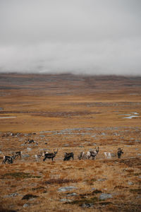 Flock of reindeers on a land