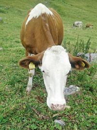 Cow standing on field