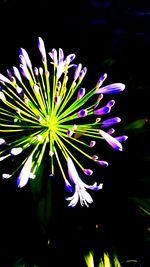 Close-up of flowers in dark