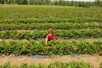 Boy at strawberry field