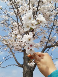 Low angle view of cherry blossoms on tree