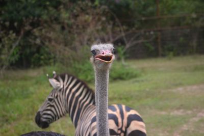 View of two zebras on field