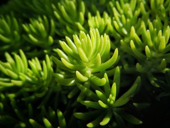 Full frame shot of plants