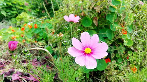 Close-up of pink flowers blooming outdoors